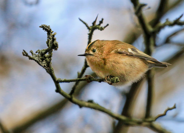 A little Goldcrest on a branch in a tree Picture Board by Simon Marlow