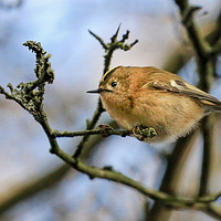 Buy canvas prints of A little Goldcrest on a branch in a tree by Simon Marlow