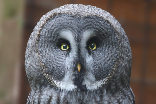 Great Grey Owl Picture Board by Simon Marlow