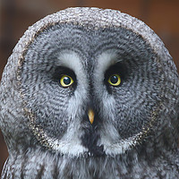 Buy canvas prints of Great Grey Owl by Simon Marlow