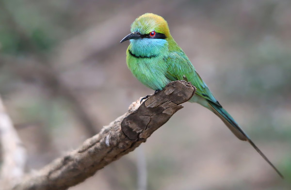 Vibrant Green Bee Eater in Exotic Yala Picture Board by Simon Marlow