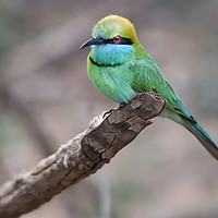 Buy canvas prints of Vibrant Green Bee Eater in Exotic Yala by Simon Marlow