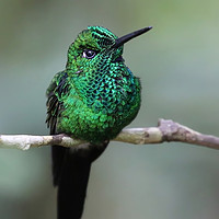 Buy canvas prints of Graceful Green Hummingbird by Simon Marlow