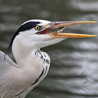 Buy canvas prints of Majestic Grey Heron Catching Prey by Simon Marlow