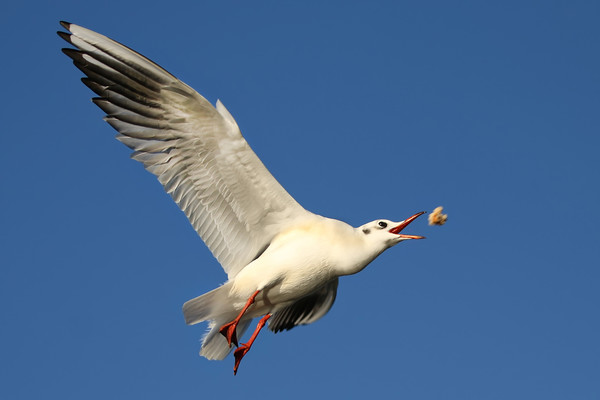 Gull catching food in flight Picture Board by Simon Marlow