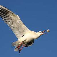 Buy canvas prints of Gull catching food in flight by Simon Marlow