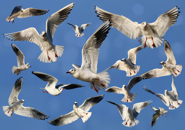 A sky full of Gulls Picture Board by Simon Marlow