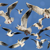 Buy canvas prints of A sky full of Gulls by Simon Marlow