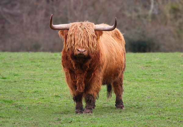 Highland Cow standing in a field Picture Board by Simon Marlow