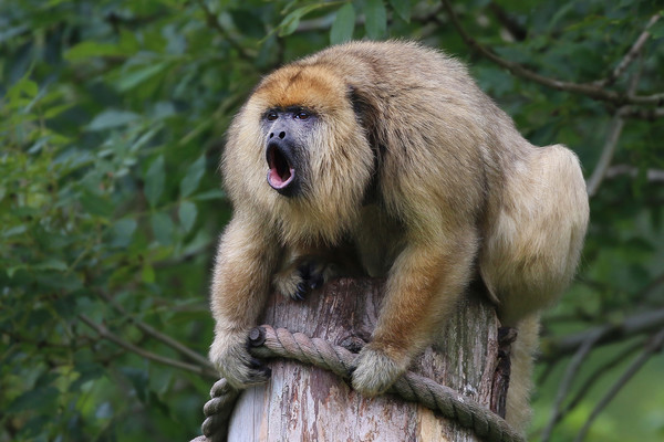 Howler Monkey high up howling  Picture Board by Simon Marlow