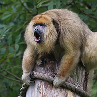 Buy canvas prints of Howler Monkey high up howling  by Simon Marlow