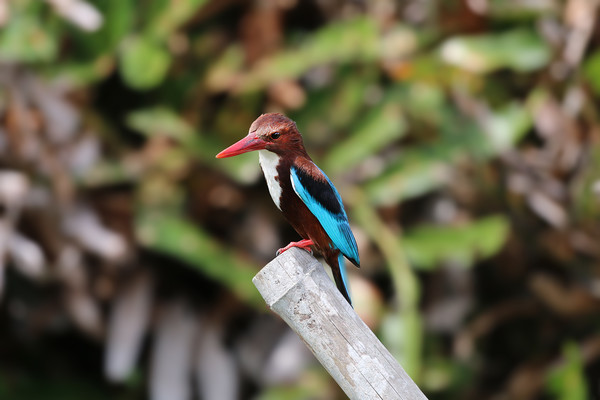 The Elegant WhiteThroated Kingfisher Picture Board by Simon Marlow