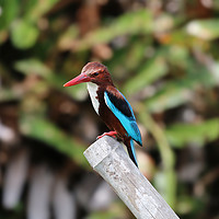 Buy canvas prints of The Elegant WhiteThroated Kingfisher by Simon Marlow