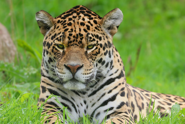 Portrait of a Leopard Picture Board by Simon Marlow