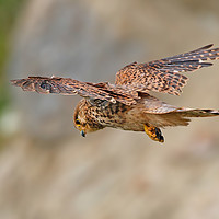 Buy canvas prints of Kestrel by Simon Marlow