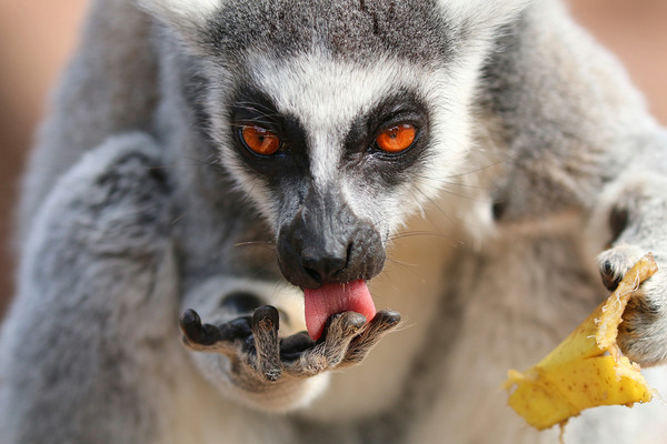 Ring Tailed Lemur licking it's fingers Picture Board by Simon Marlow