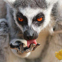 Buy canvas prints of Ring Tailed Lemur licking it's fingers by Simon Marlow