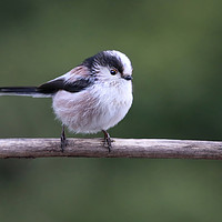 Buy canvas prints of Cute little Long Tailed Tit on a branch by Simon Marlow