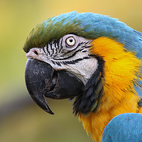 Buy canvas prints of The Bewitching Scarlet Macaw by Simon Marlow