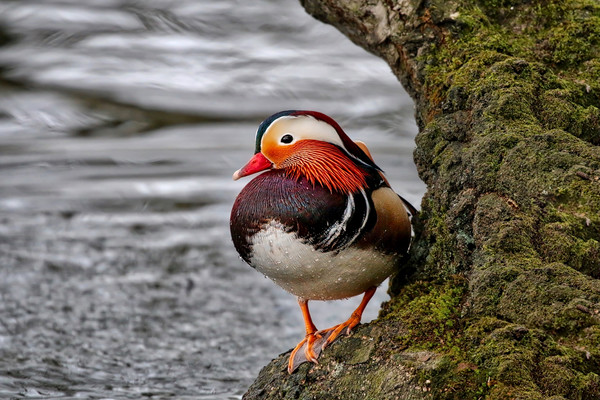 Mandarin duck on a tree by the water Picture Board by Simon Marlow
