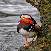Buy canvas prints of Mandarin duck on a tree by the water by Simon Marlow
