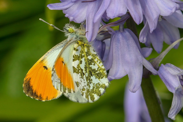 Graceful Orange Tip Butterfly Picture Board by Simon Marlow