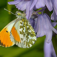 Buy canvas prints of Graceful Orange Tip Butterfly by Simon Marlow