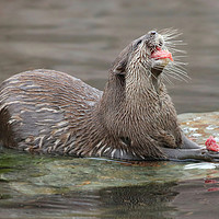 Buy canvas prints of Playful Otter in the Bay by Simon Marlow