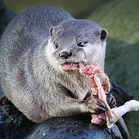 Buy canvas prints of Closeup of an Otter holding and eating food by Simon Marlow