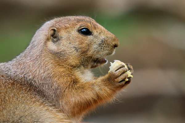Prairie Dog from the side eating Picture Board by Simon Marlow