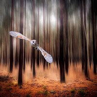 Buy canvas prints of Majestic Barn Owl in the Forest by Simon Marlow