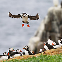 Buy canvas prints of Atlantic Puffin landing gracefully by Simon Marlow