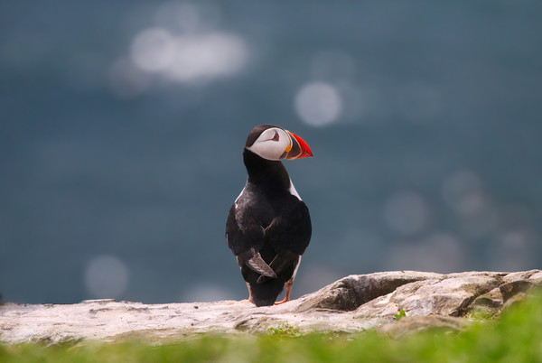 Majestic Atlantic Puffin on the Rocks Picture Board by Simon Marlow