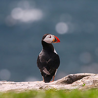 Buy canvas prints of Majestic Atlantic Puffin on the Rocks by Simon Marlow