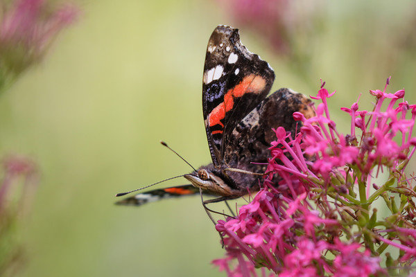 Red Admiral Butterfly on a flower Picture Board by Simon Marlow