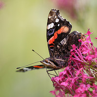 Buy canvas prints of Red Admiral Butterfly on a flower by Simon Marlow