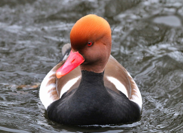 Red Crested Pochard coming towards you Picture Board by Simon Marlow