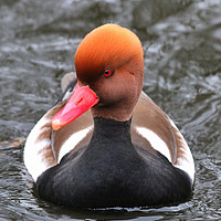 Buy canvas prints of Red Crested Pochard coming towards you by Simon Marlow