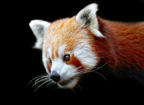 Beautiful Red Panda against a dark background Picture Board by Simon Marlow