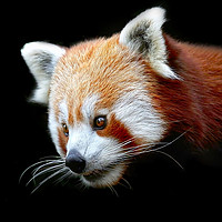 Buy canvas prints of Beautiful Red Panda against a dark background by Simon Marlow