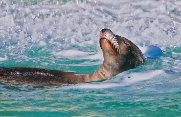 Sea Lion swimming on it's back in the water Picture Board by Simon Marlow
