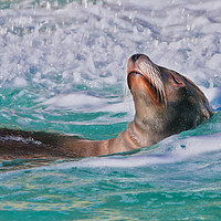 Buy canvas prints of Sea Lion swimming on it's back in the water by Simon Marlow