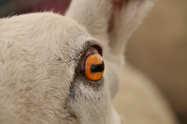 The Soulful Eye of a Majestic Sheep Picture Board by Simon Marlow
