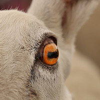 Buy canvas prints of The Soulful Eye of a Majestic Sheep by Simon Marlow
