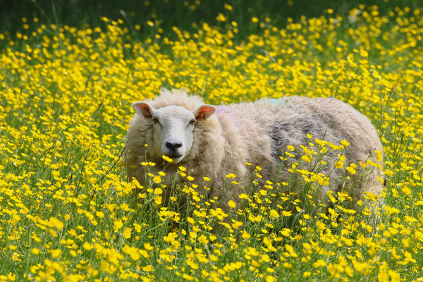 Sheep stood in a field of Daisies Picture Board by Simon Marlow