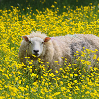 Buy canvas prints of Sheep stood in a field of Daisies by Simon Marlow