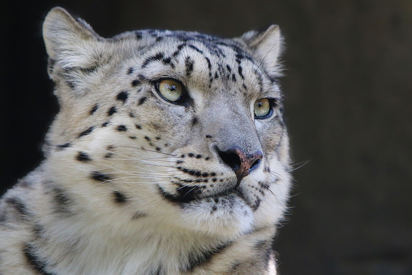 Graceful Snow Leopard Stares into Your Soul Picture Board by Simon Marlow