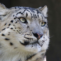 Buy canvas prints of Graceful Snow Leopard Stares into Your Soul by Simon Marlow