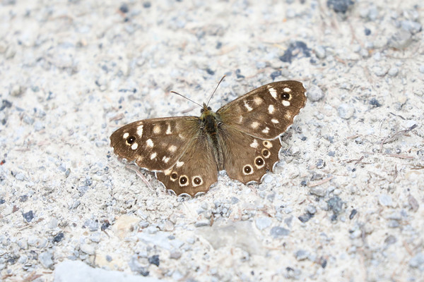 Speckled Wood Butterfly on a light background Picture Board by Simon Marlow