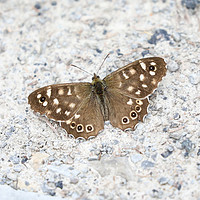 Buy canvas prints of Speckled Wood Butterfly on a light background by Simon Marlow